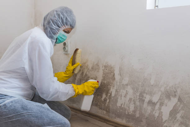Best HVAC Mold Remediation in Wadsworth, IL