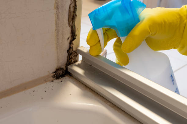 Best Post-Flood Mold Remediation in Wadsworth, IL