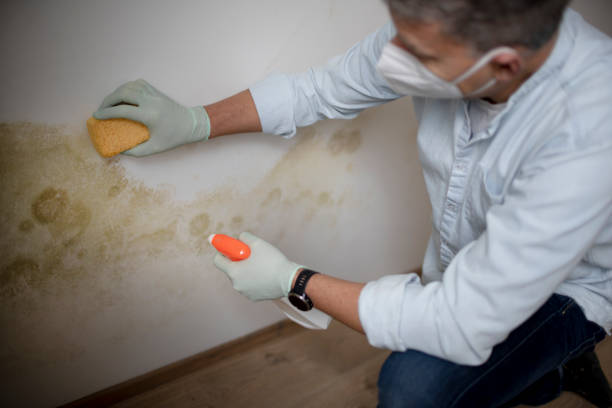 Best Industrial Mold Remediation in Wadsworth, IL