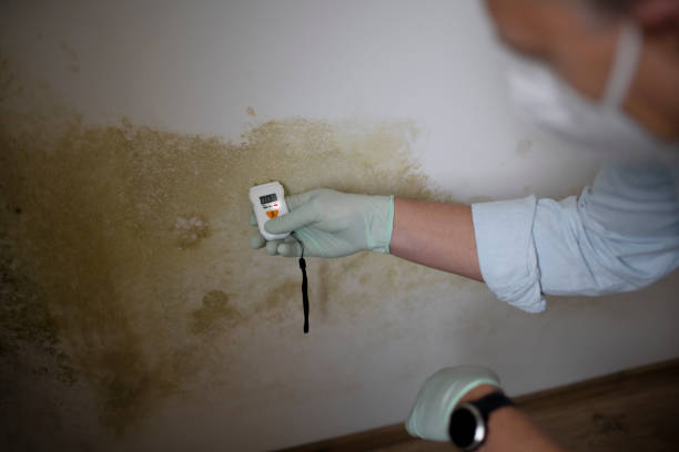 Best Emergency Mold Remediation in Wadsworth, IL