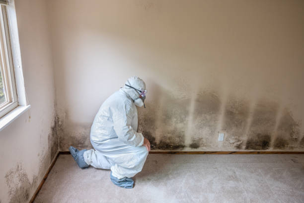 Best White Mold Remediation in Wadsworth, IL