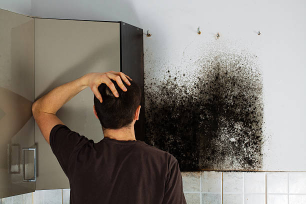 Reliable Wadsworth, IL Mold Remediation Solutions