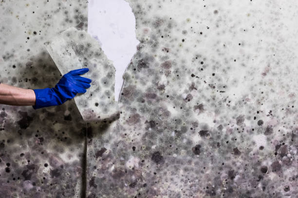 Best Crawl Space Mold Remediation in Wadsworth, IL