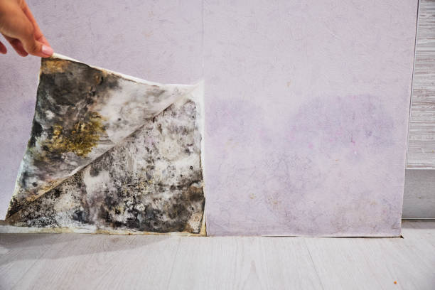 Best Localized Mold Remediation (e.g., coastal areas, humid climates) in Wadsworth, IL